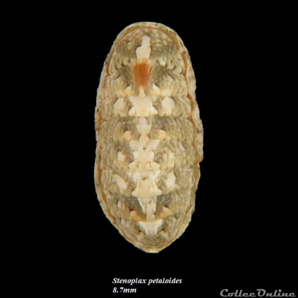 Stenoplax petaloides 8.7mm coquillage fossile polyplacophora stenoplax petaloides 8 7mm