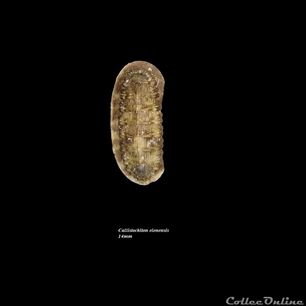 coquillage fossile polyplacophora callistochiton elenensis 14mm