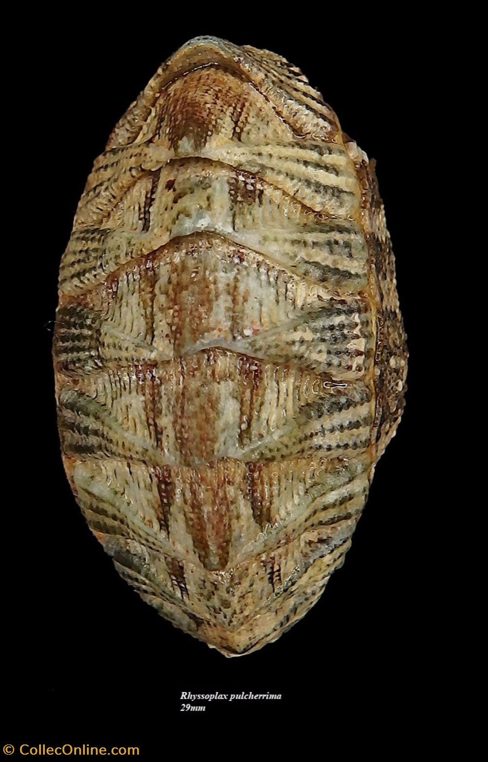 Rhyssoplax pulcherrima 29mm coquillages fossiles polyplacophora rhyssoplax pulcherrima 29mm
