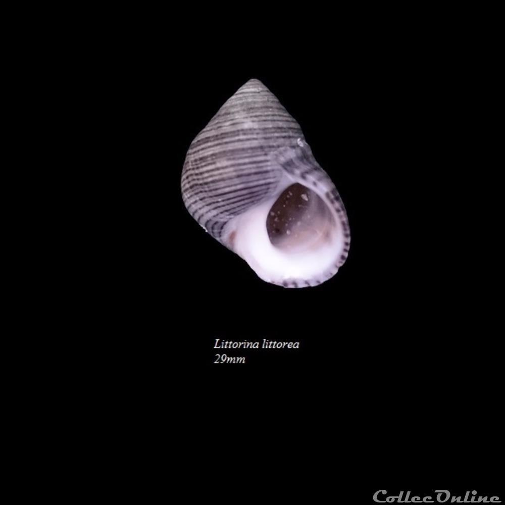 Littorina littorea 29mm coquillage fossile gastropodum littorina littorea 29mm
