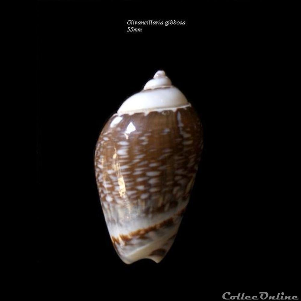 Olivancillaria gibbosa 55mm coquillage fossile gastropodum olivancillaria gibbosa 55mm