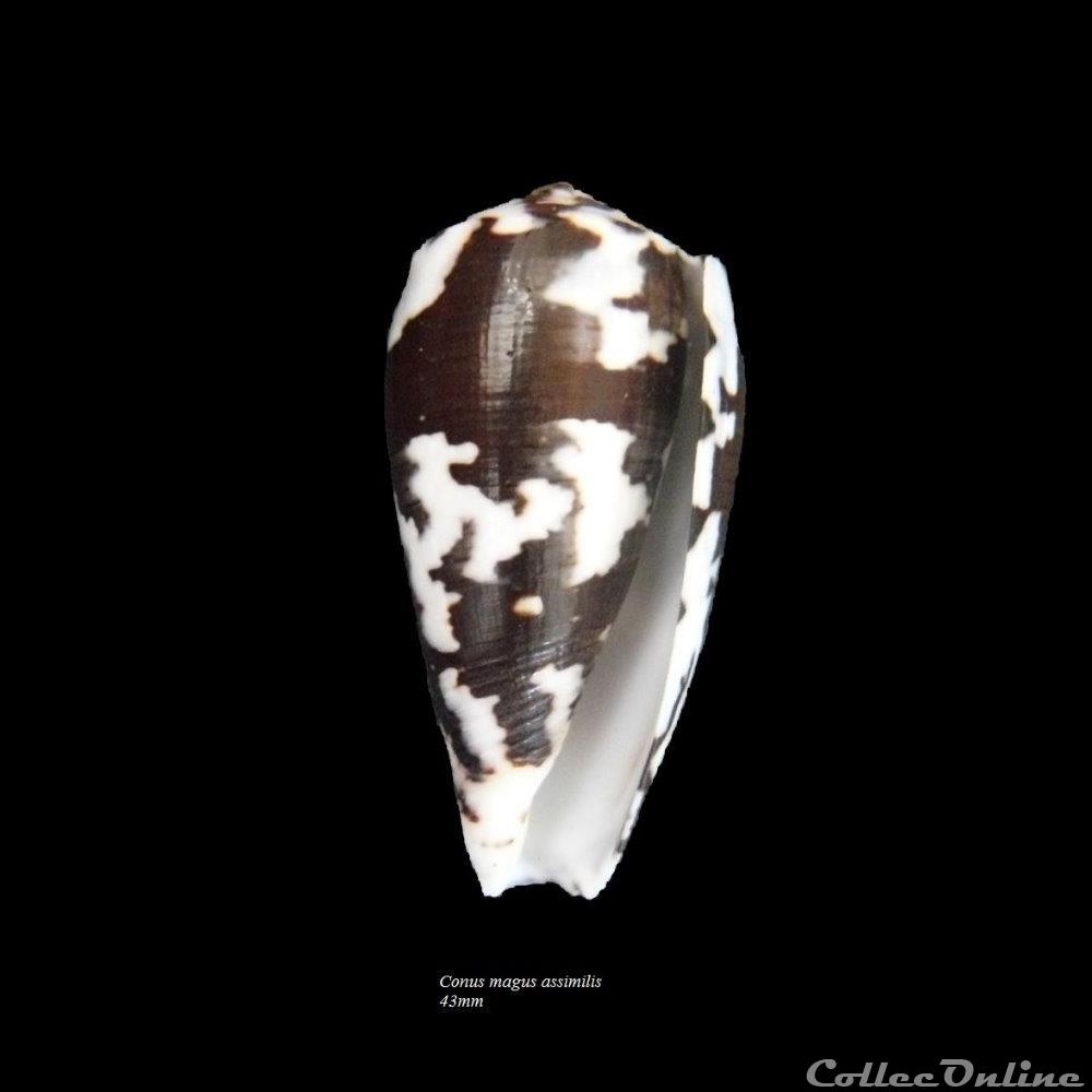 Conus magus assimilis 43mm coquillage fossile gastropodum conus magus assimilis 43mm