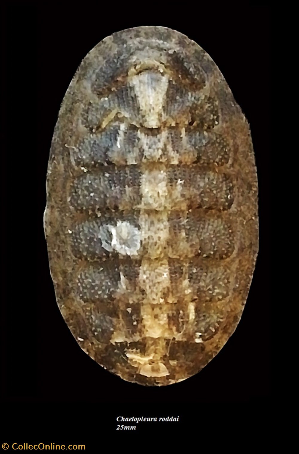 Chaetopleura roddai 25mm coquillages fossiles polyplacophora chaetopleura roddai 25mm