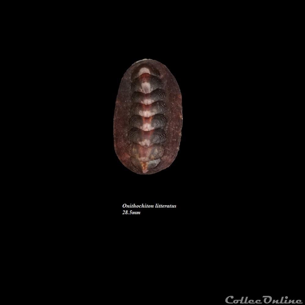 Onithochiton literatus 28.5mm coquillage fossile polyplacophora onithochiton literatus 28 5mm