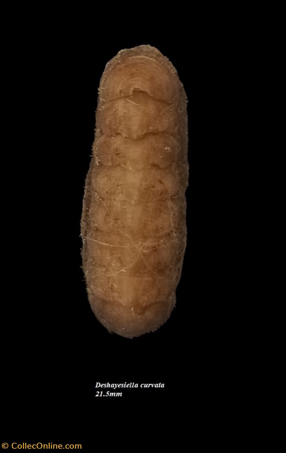 Deshayesiella curvata 21.5mm coquillages fossiles polyplacophora deshayesiella curvata 21 5mm