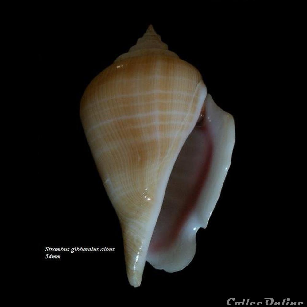 Strombus gibberulus albus 54mm coquillage fossile gastropodum strombus gibberulus albus 54mm