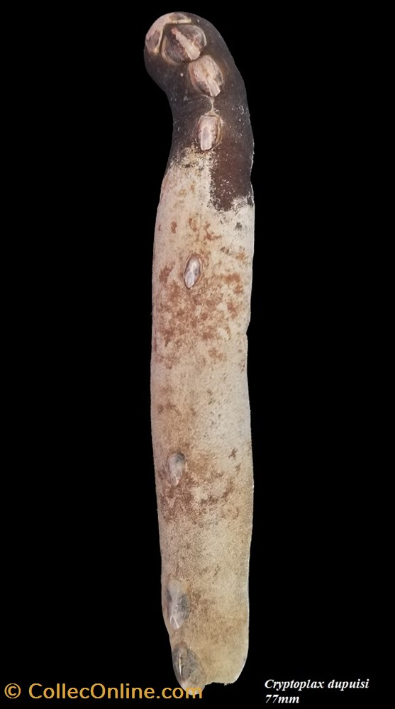coquillages fossiles polyplacophora cryptoplax dupuisi 77mm
