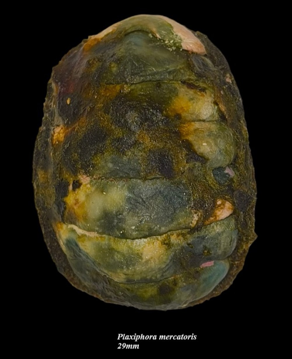 Plaxiphora mercatoris 29mm coquillages fossiles polyplacophora plaxiphora mercatoris 29mm