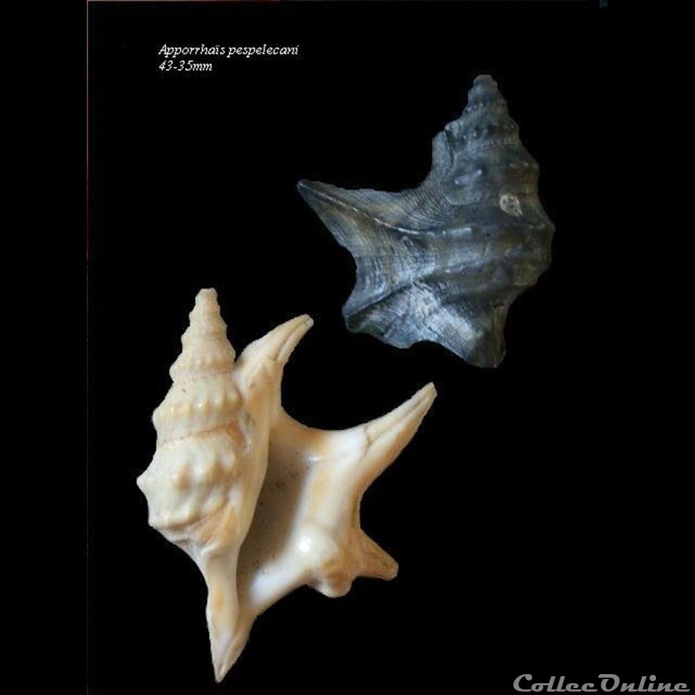 Apporrhaïs pespelicani 45-35mm coquillage fossile gastropodum apporrhais pespelicani 45 35mm