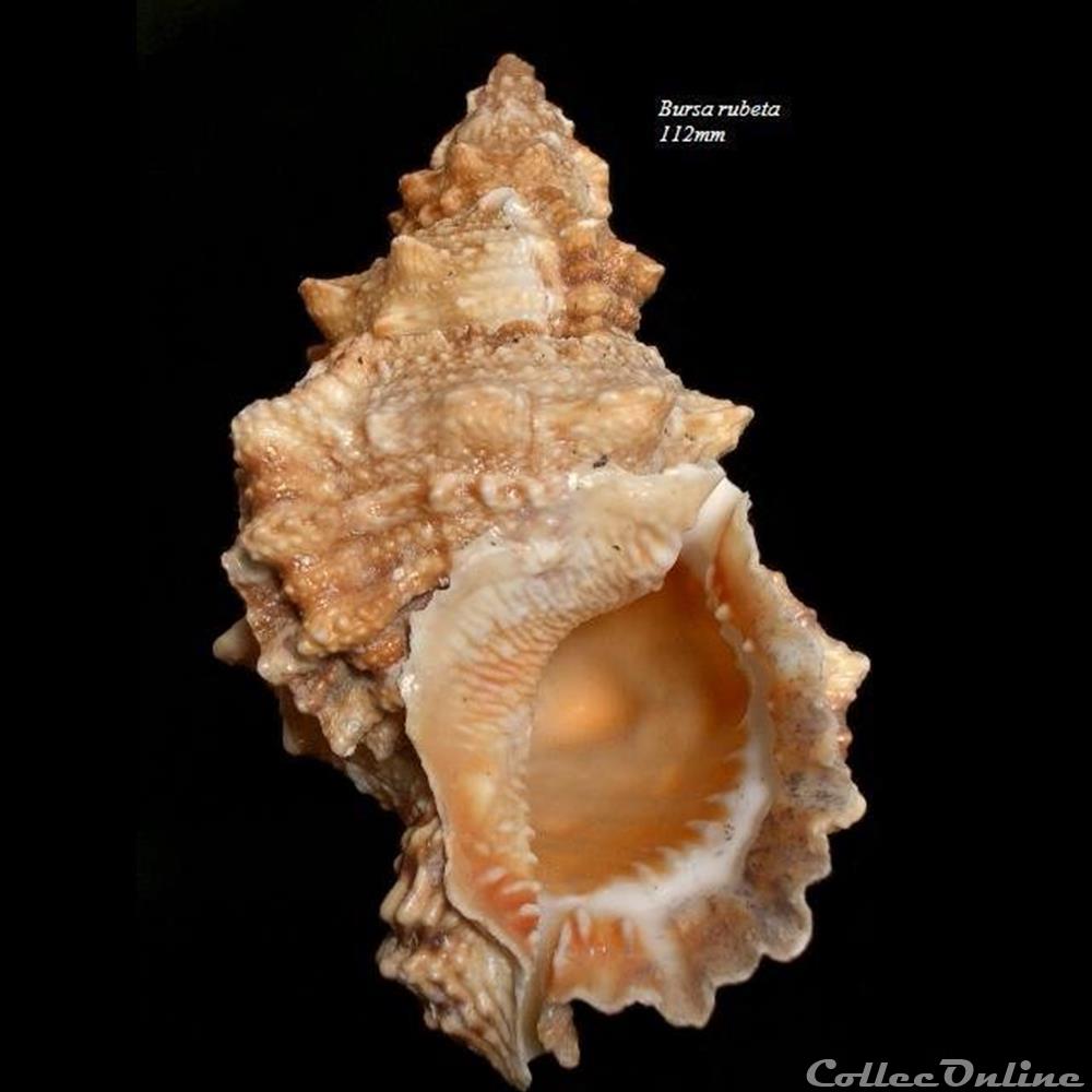 Bursa rubeta 112mm coquillage fossile gastropodum bursa rubeta 112mm