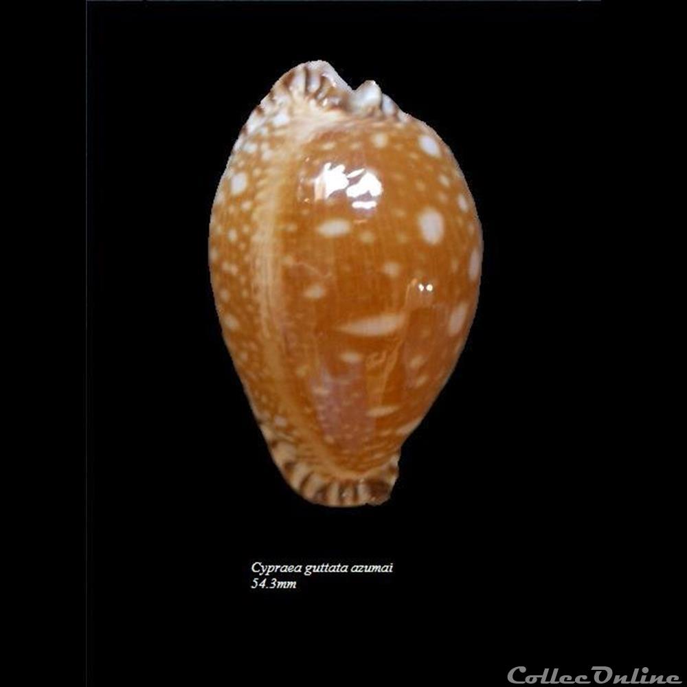 coquillage fossile gastropodum cypraea guttata azumai 54 3mm