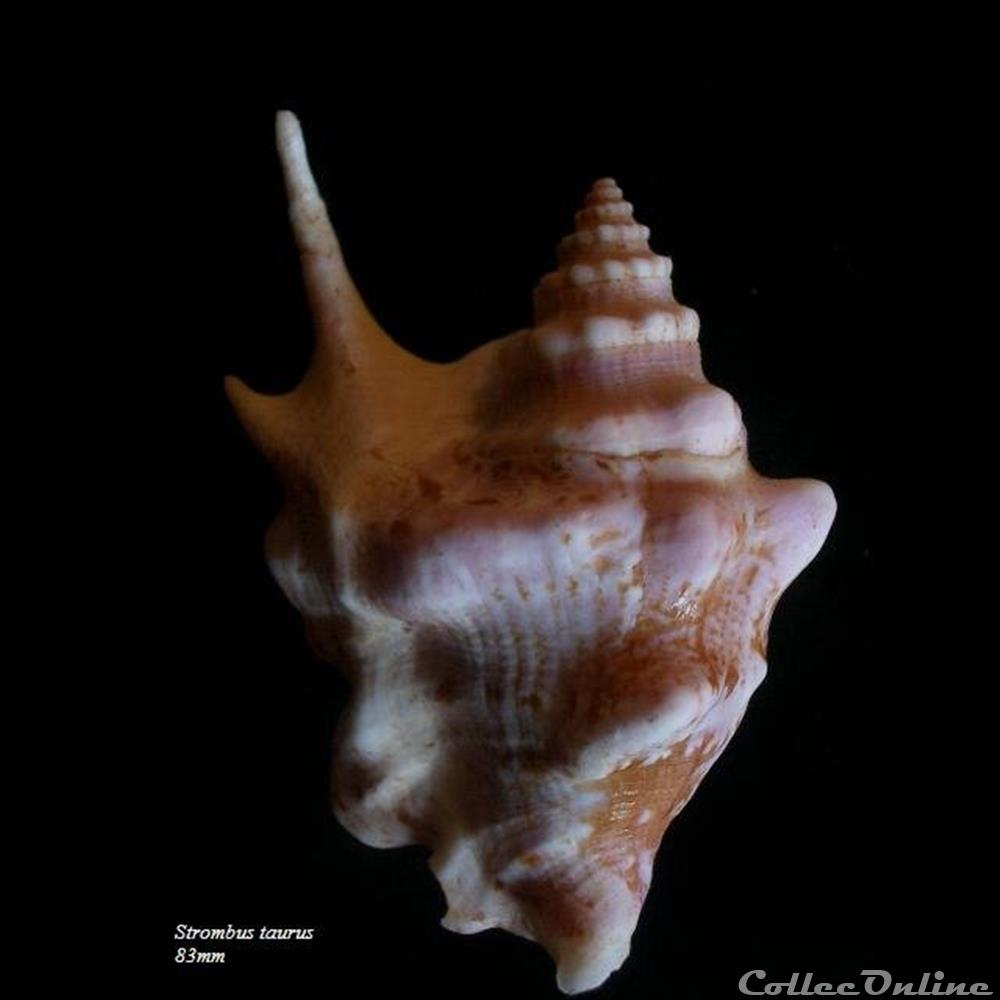 Strombus taurus 83mm coquillage fossile gastropodum strombus taurus 83mm