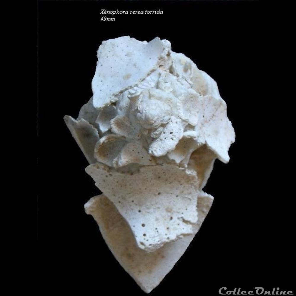 coquillage fossile gastropodum xenophora cerea torrida 49mm