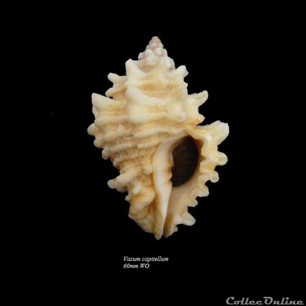 Vasum capitellum 60mm WO coquillage fossile gastropodum vasum capitellum 60mm wo