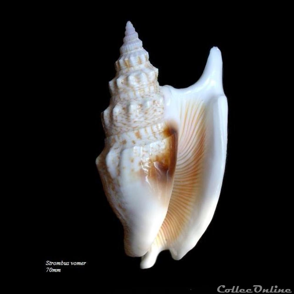 Strombus vomer 70mm coquillage fossile gastropodum strombus vomer 70mm