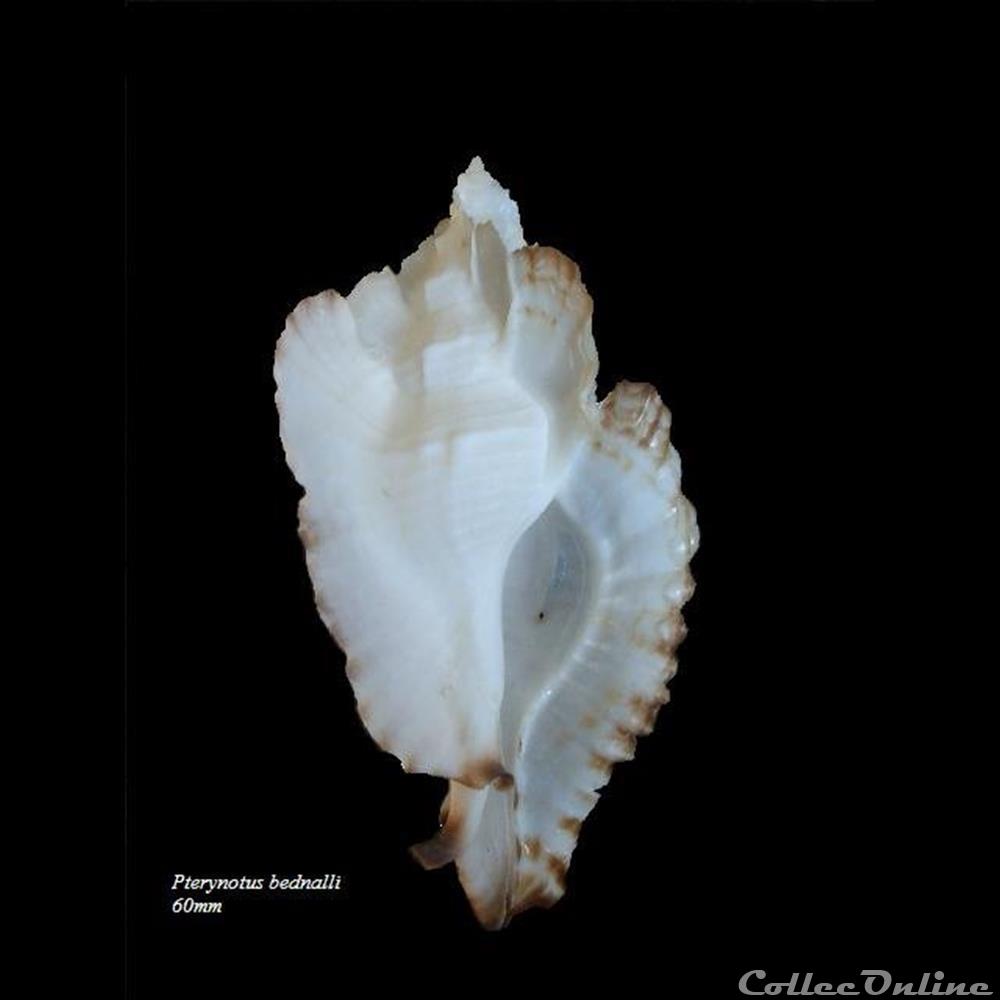 Pterynotus bednalli 60mm coquillage fossile gastropodum pterynotus bednalli 60mm