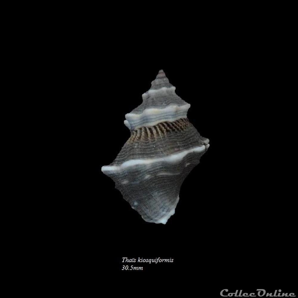 coquillage fossile gastropodum thaisella kiosquiformis 30 5mm