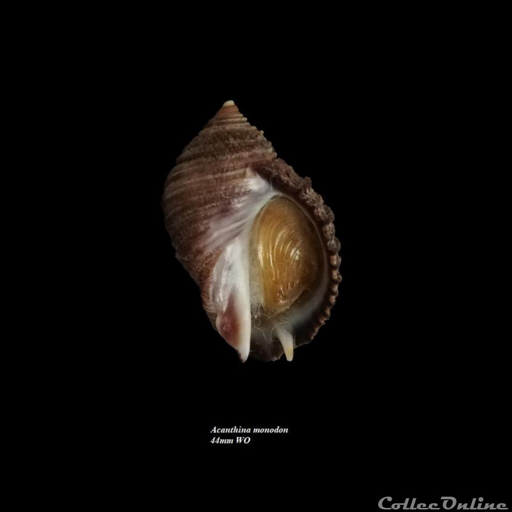Acanthina monodon 44 coquillage fossile gastropodum acanthina monodon 44