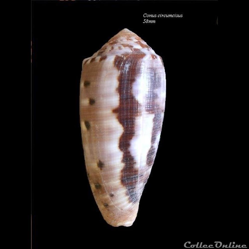 Conus circumcisus 58mm coquillage fossile gastropodum conus circumcisus 58mm