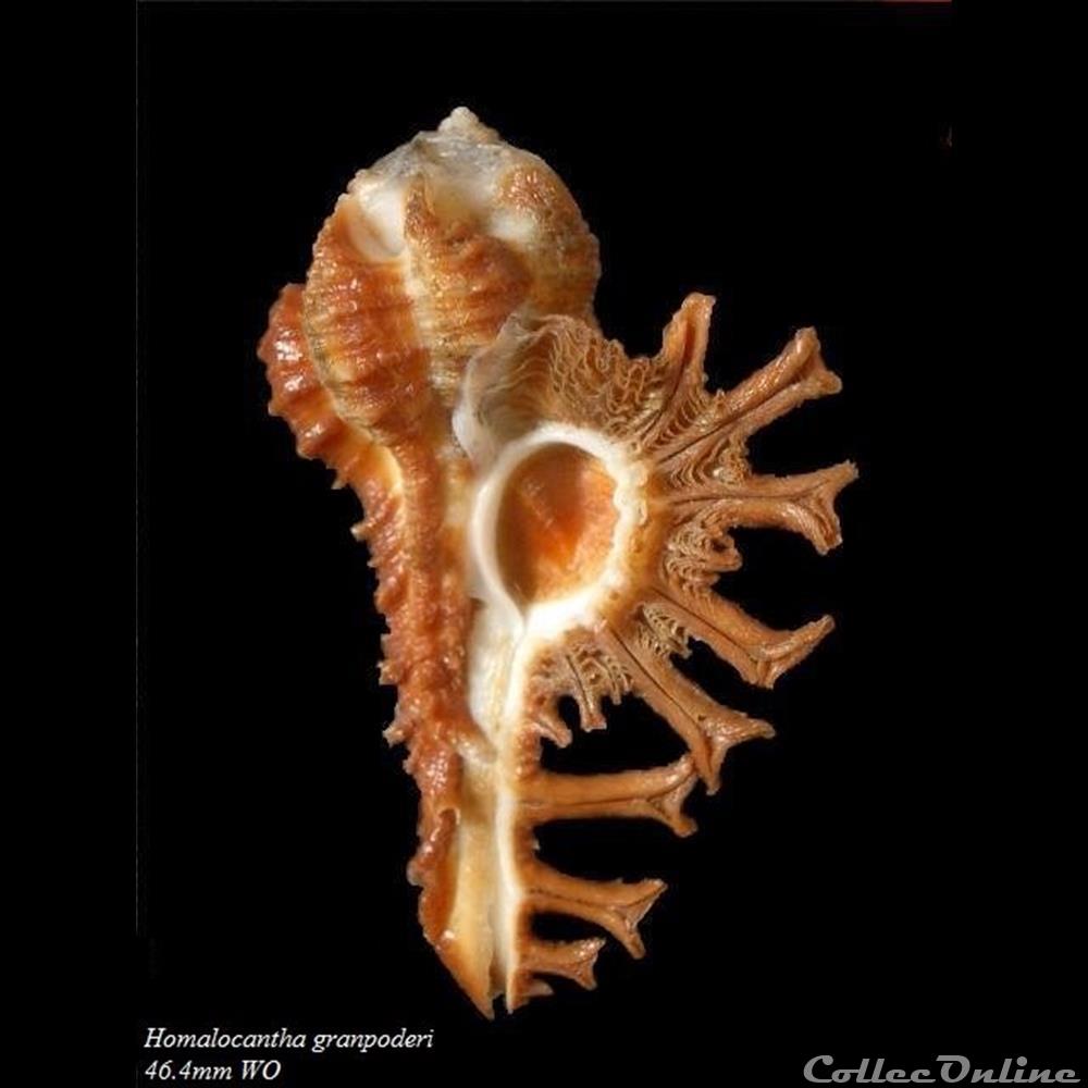 coquillage fossile gastropodum homalocantha granpoderi 50 5mm wo