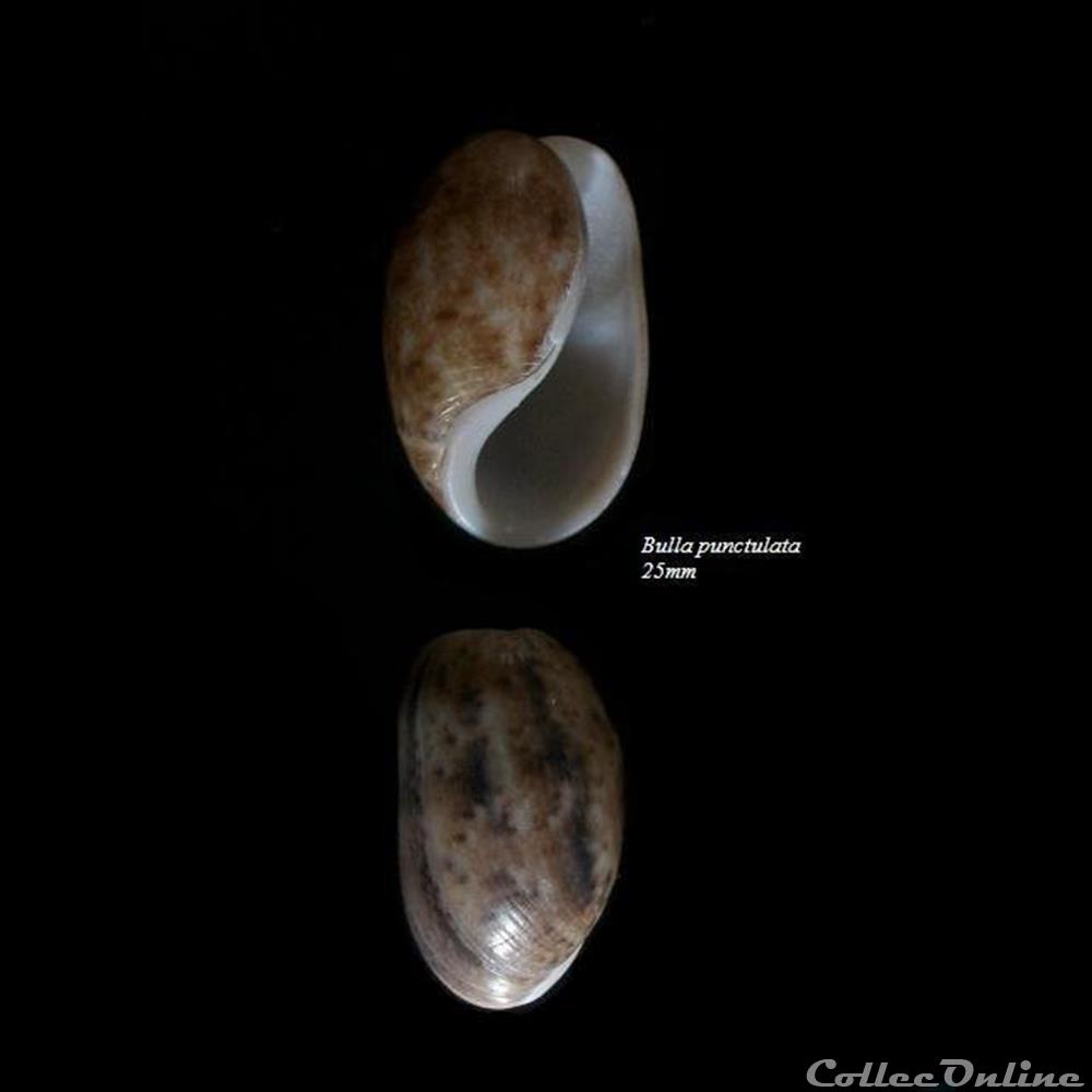 Bulla punctulata 25mm coquillage fossile gastropodum bulla punctulata 25mm