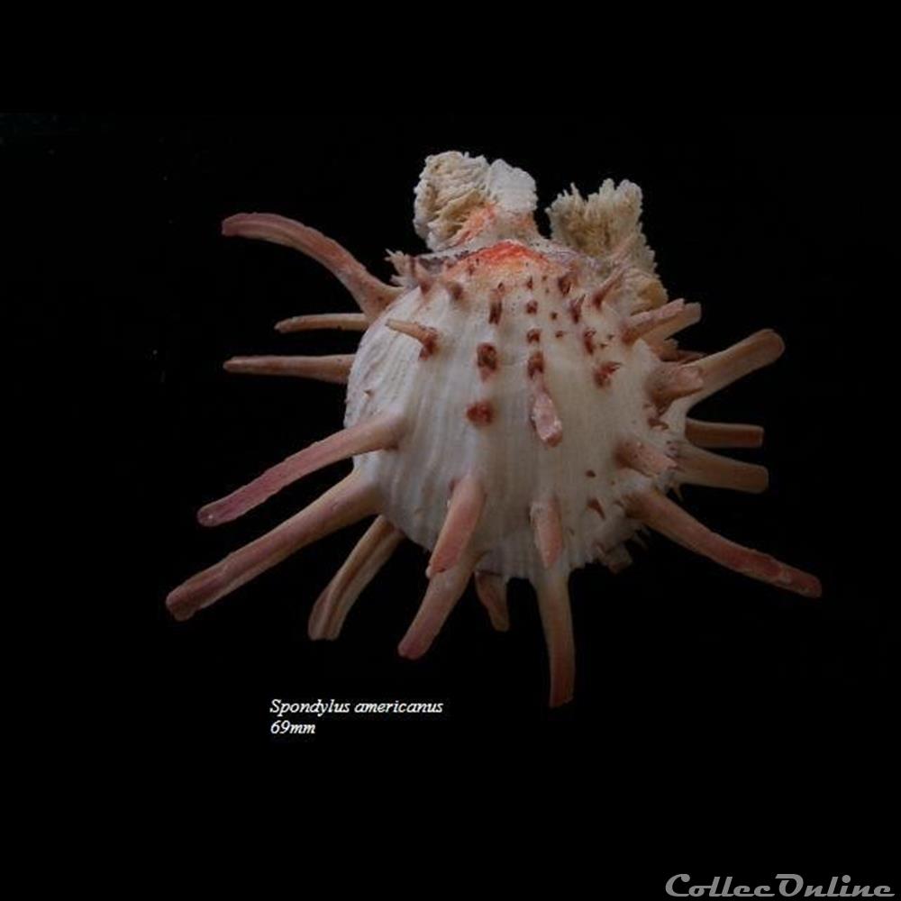 Spondylus americanus 69mm coquillage fossile bivalvium spondylus americanus 69mm