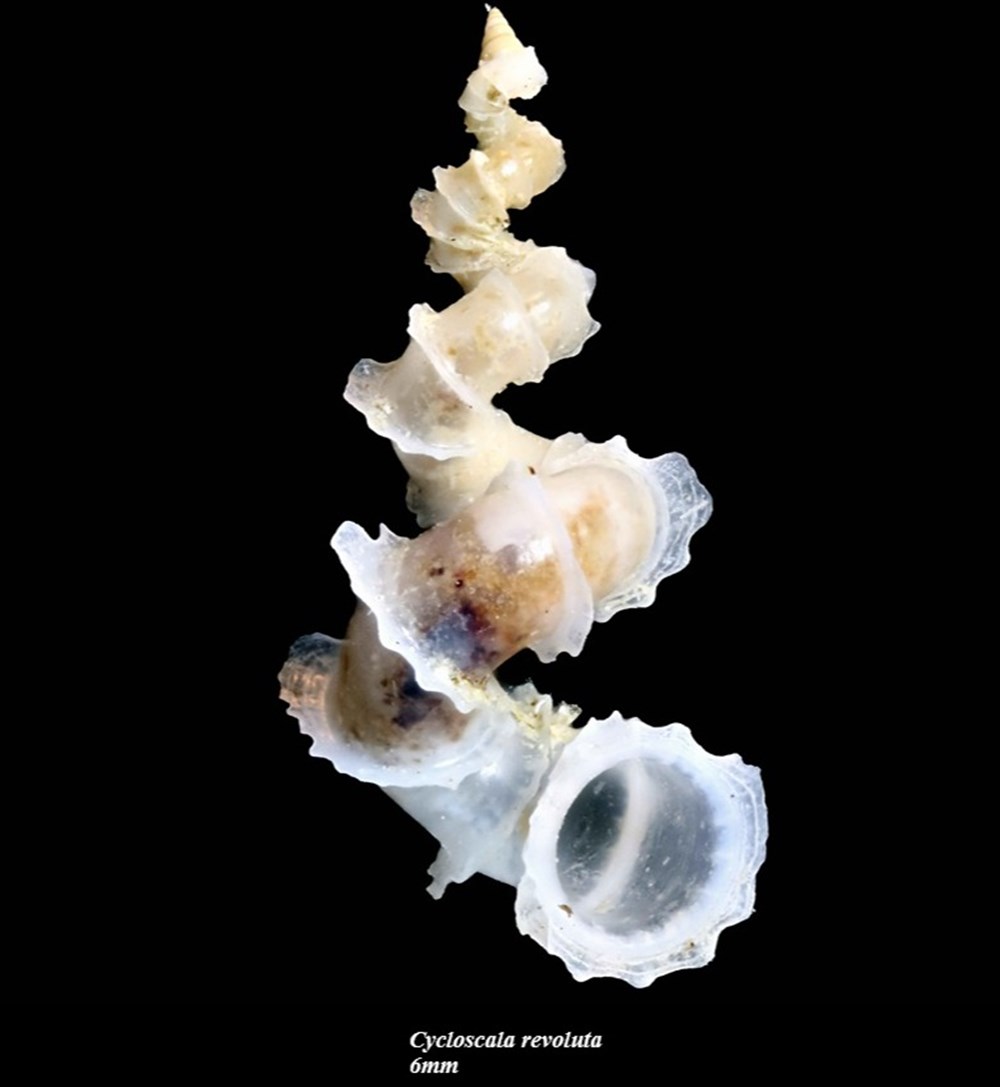coquillages fossiles gastropoda cycloscala revoluta 6mm