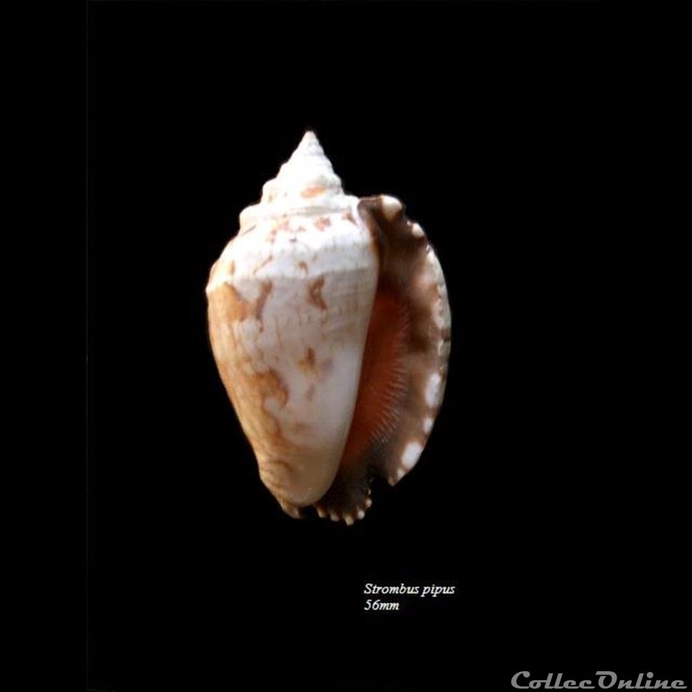 Strombus pipus 56mm coquillage fossile gastropodum strombus pipus 56mm