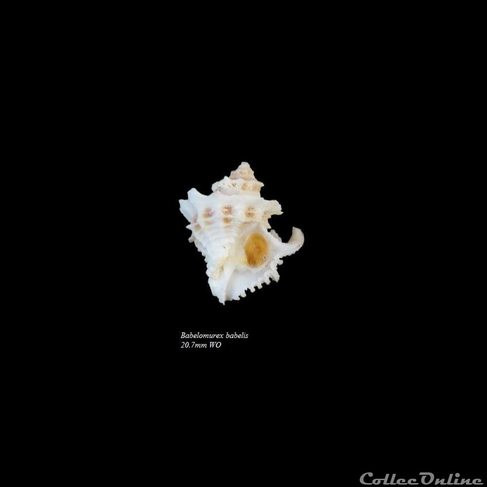 coquillage fossile gastropodum babelomurex babelis 20 7mm wo