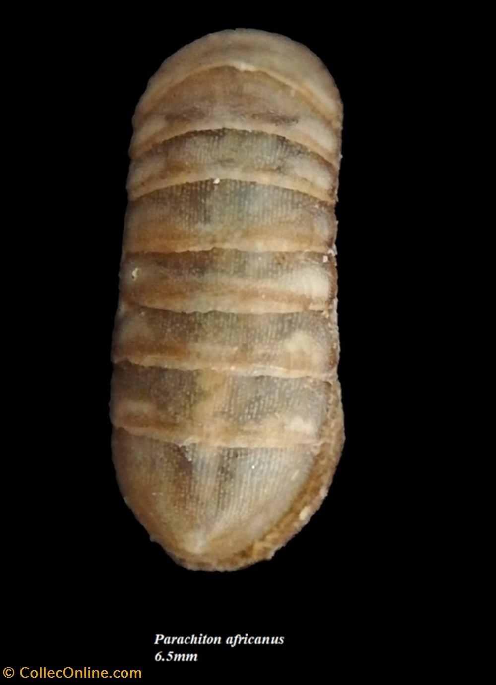 Parachiton africanus 6.5mm coquillages fossiles polyplacophora parachiton africanus 6 5mm