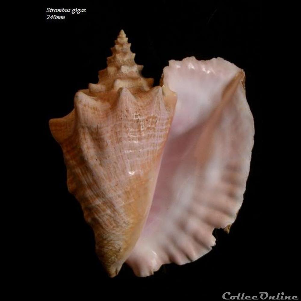 Strombus gigas 240mm coquillage fossile gastropodum strombus gigas 240mm
