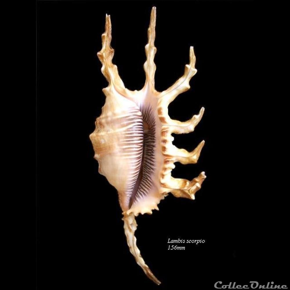 Lambis scorpio 156mm coquillage fossile gastropodum lambis scorpio 156mm