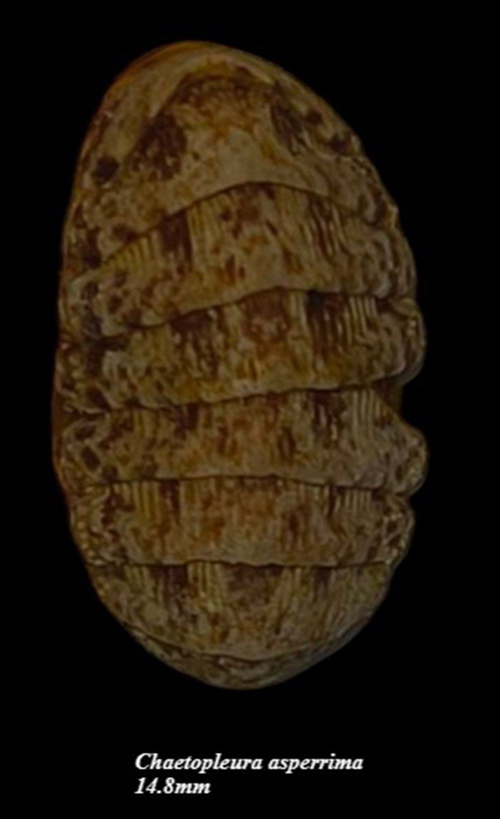 coquillages fossiles polyplacophora chaetopleura asperrima 14 8mm