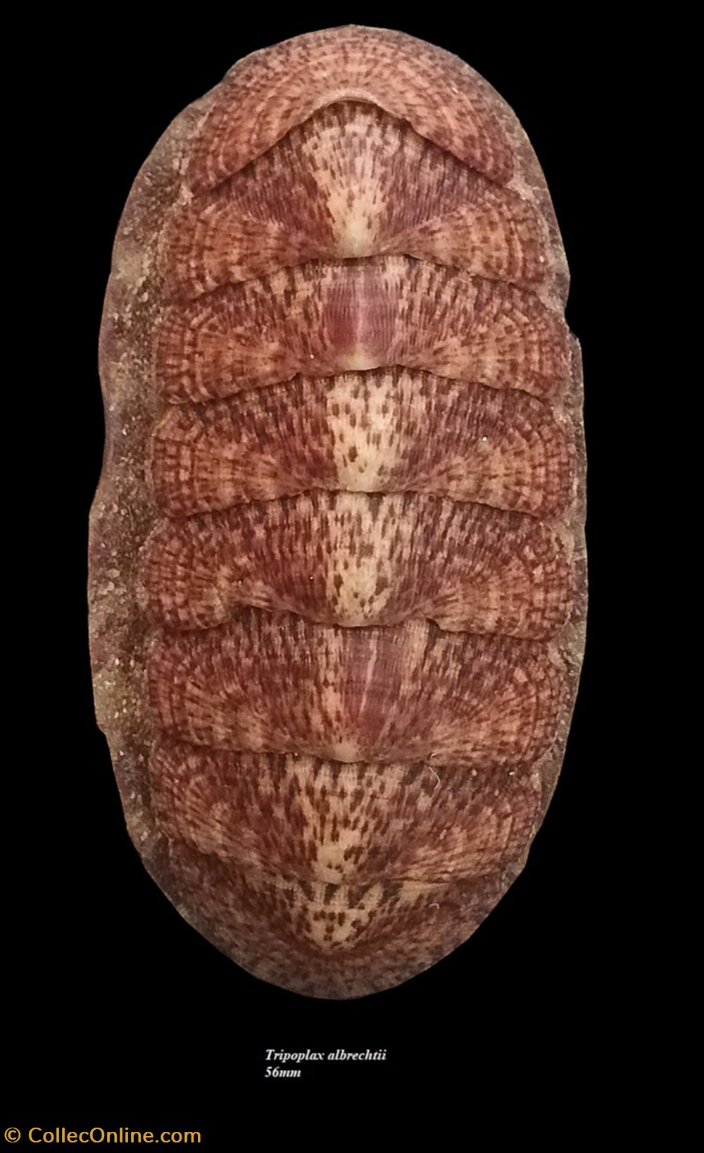 Tripoplax albrechtii 56mm coquillages fossiles polyplacophora tripoplax albrechtii 56mm