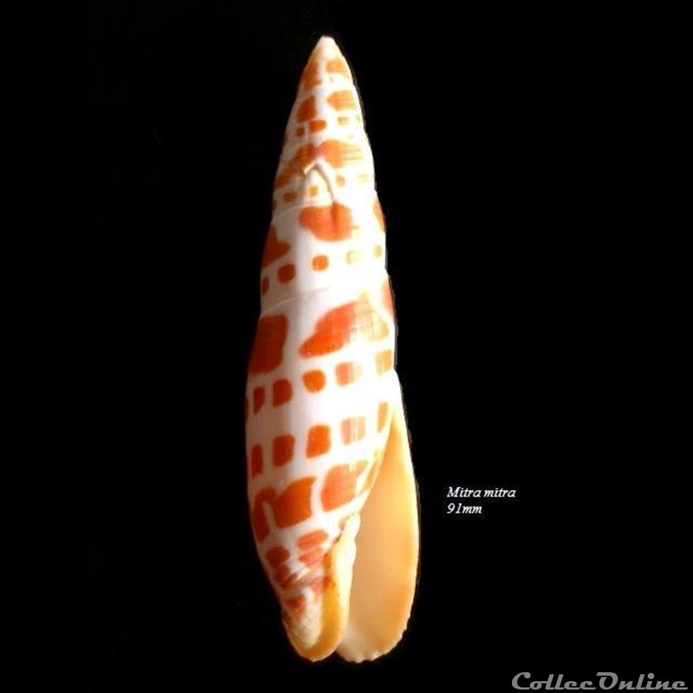 Mitra mitra 91mm coquillage fossile gastropodum mitra mitra 91mm
