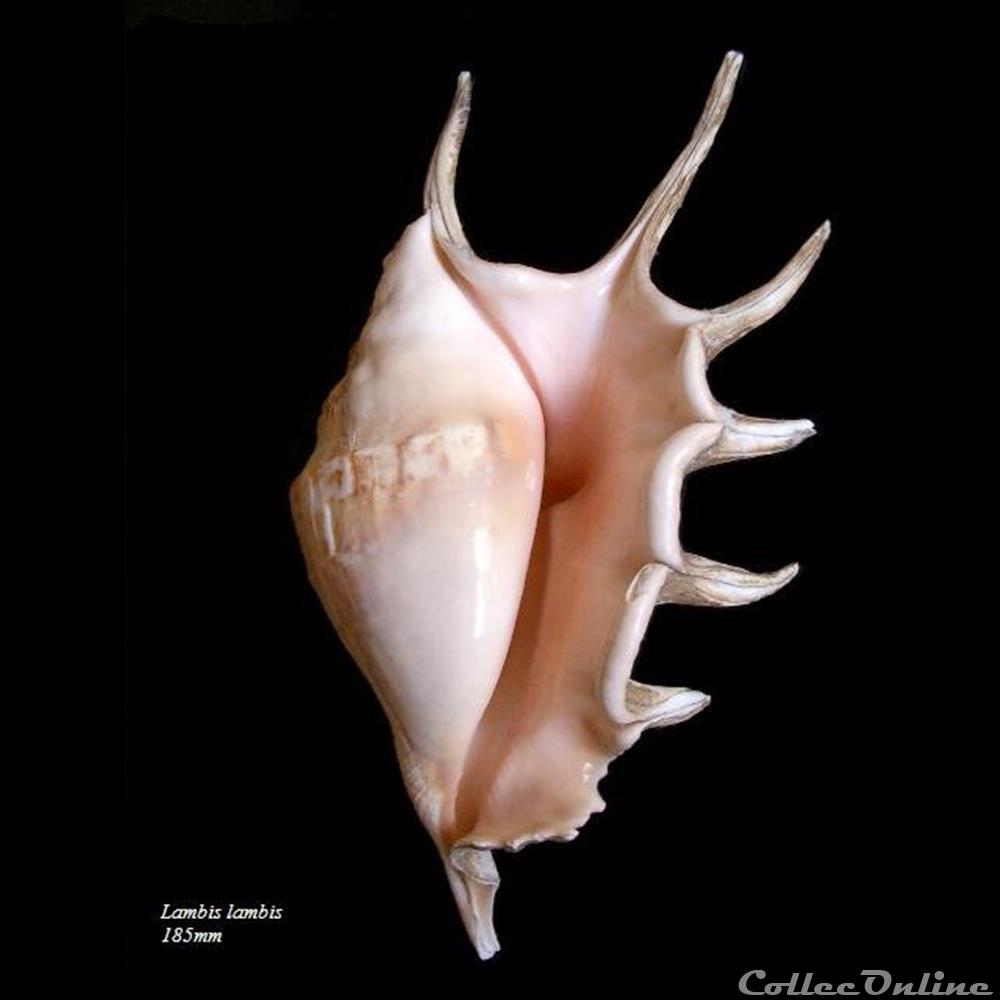 Lambis lambis 185mm coquillage fossile gastropodum lambis lambis 185mm