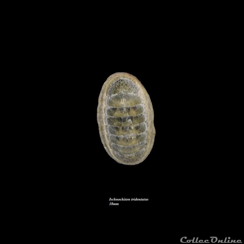 Ischnochiton tridentatus 18mm coquillage fossile polyplacophora ischnochiton tridentatus 18mm