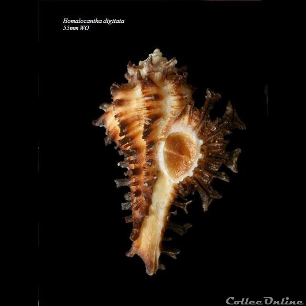 Homalocantha digitata 55mm WO coquillage fossile gastropodum homalocantha digitata 55mm wo