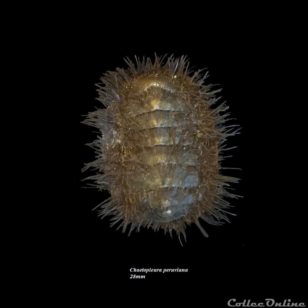 Chaetopleura peruviana 28mm coquillage fossile polyplacophora chaetopleura peruviana 28mm