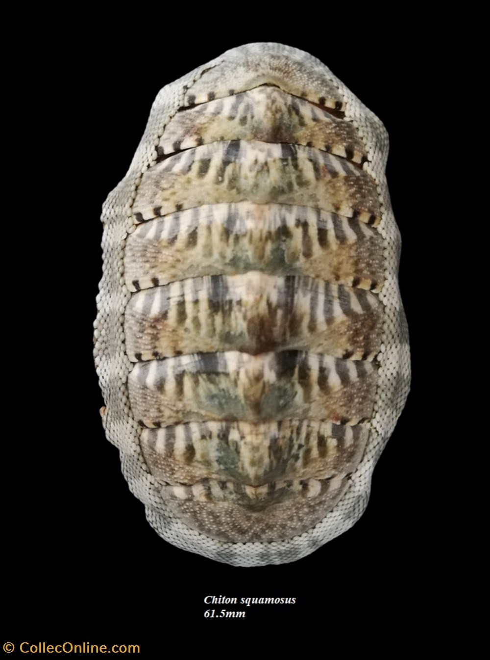 Chiton squamosus 61.5mm coquillages fossiles polyplacophora chiton squamosus 61 5mm