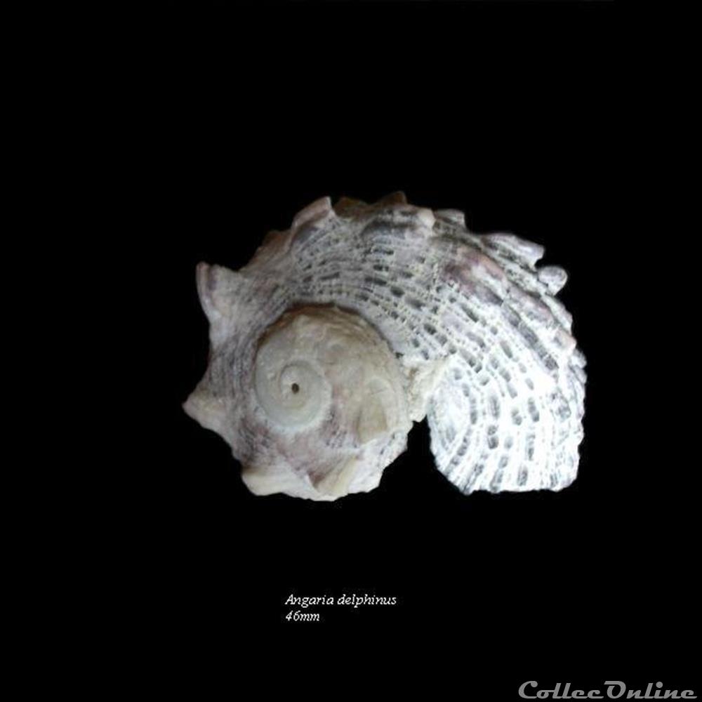 Angaria delphinus 46mm coquillage fossile gastropodum angaria delphinus 46mm