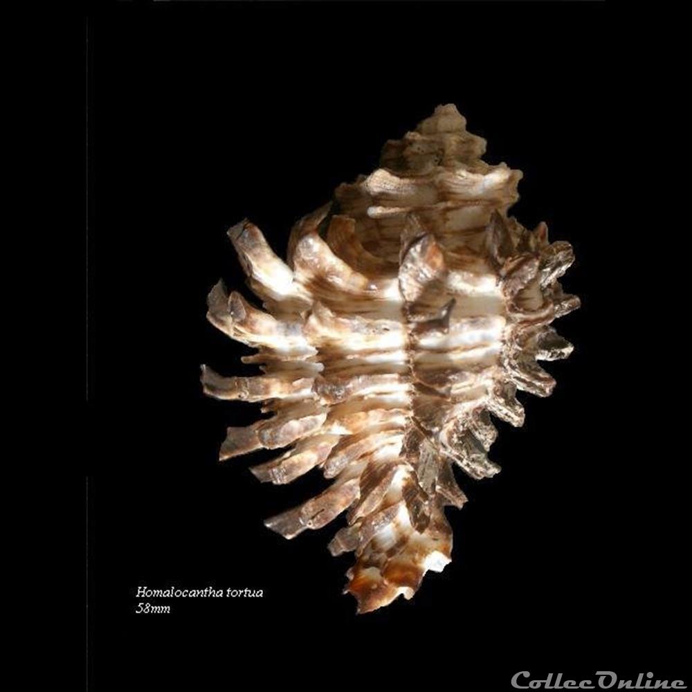 coquillage fossile gastropodum homalocantha tortua 58mm