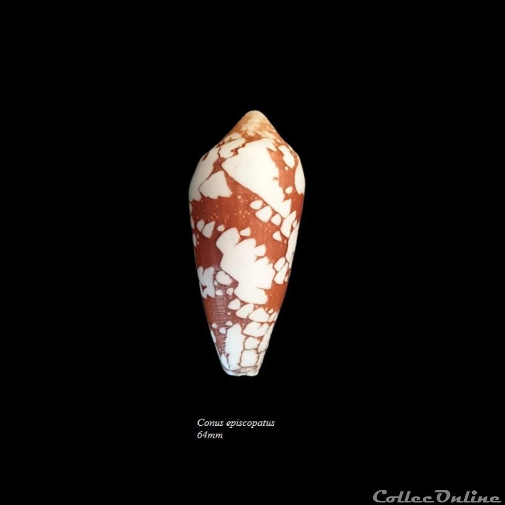 Conus episcopatus 64mm coquillage fossile gastropodum conus episcopatus 64mm