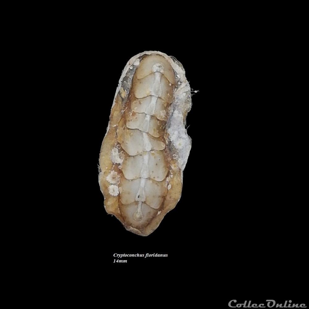 coquillage fossile polyplacophora cryptoconchus floridanus 14mm