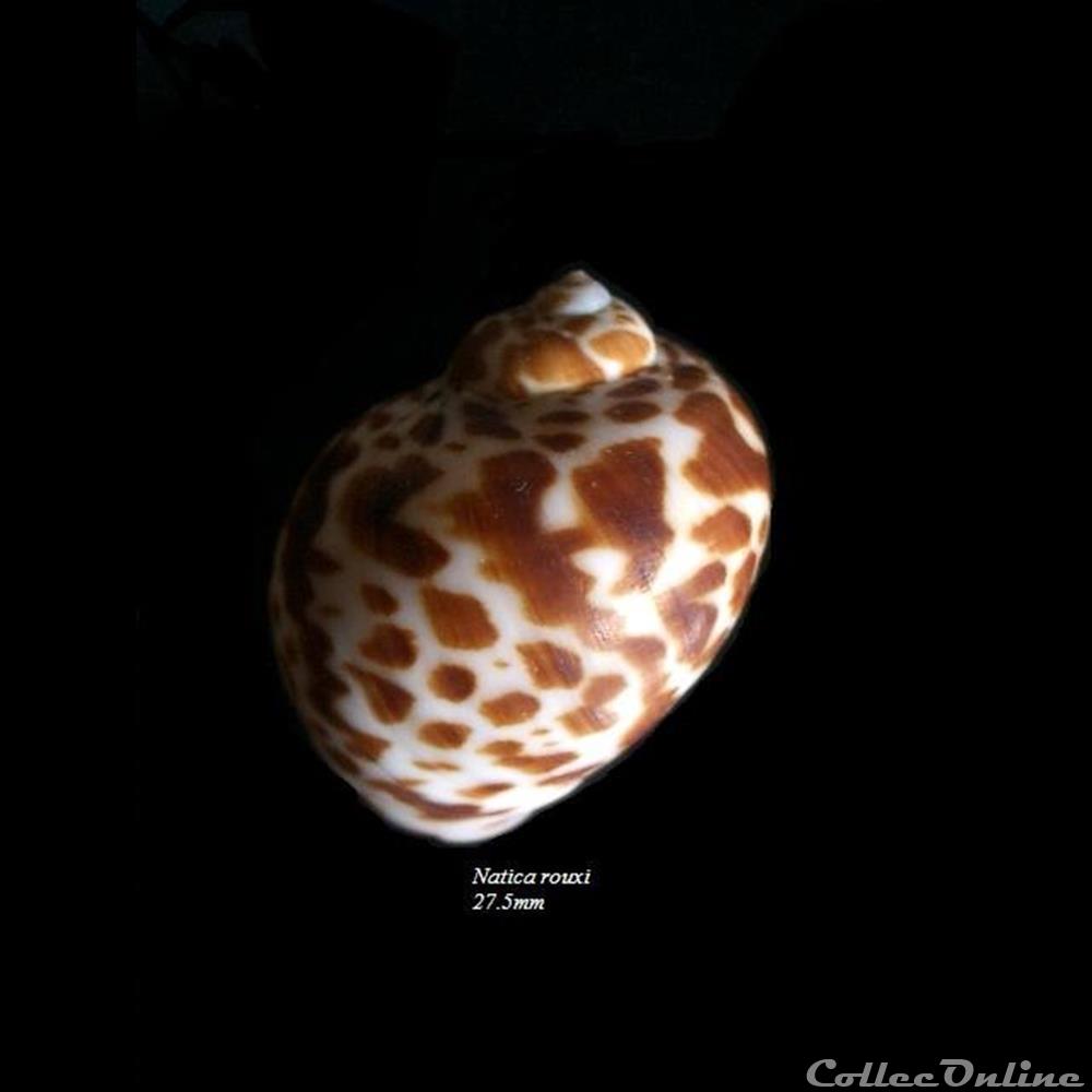 Natica rouxi 27.5mm coquillage fossile gastropodum natica rouxi 27 5mm
