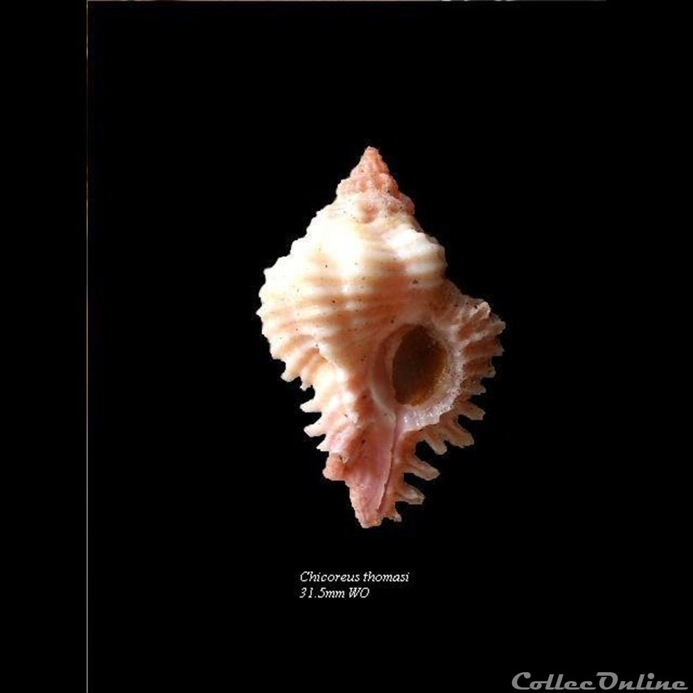 Chicoreus thomasi 31.5mm WO coquillage fossile gastropodum chicoreus thomasi 31 5mm wo