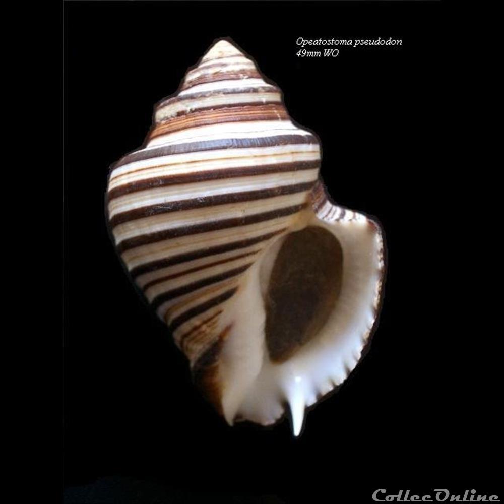Opeatostoma pseudodon 49mm WO coquillage fossile gastropodum opeatostoma pseudodon 49mm wo