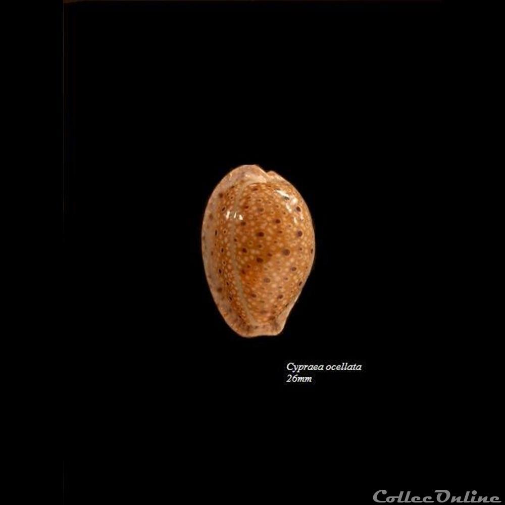 Cypraea occellata 26mm coquillage fossile gastropodum cypraea occellata 26mm