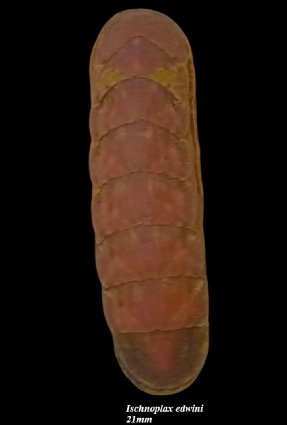 Ischnoplax edwini 21mm coquillages fossiles polyplacophora ischnoplax edwini 21mm