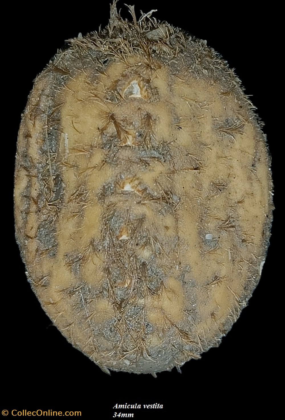 Amicula vestita 34mm coquillages fossiles polyplacophora amicula vestita 34mm